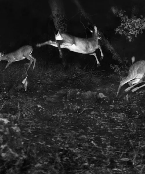 Deer, George Shiras III