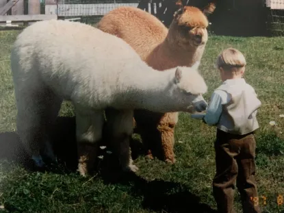 Child with two alpacas