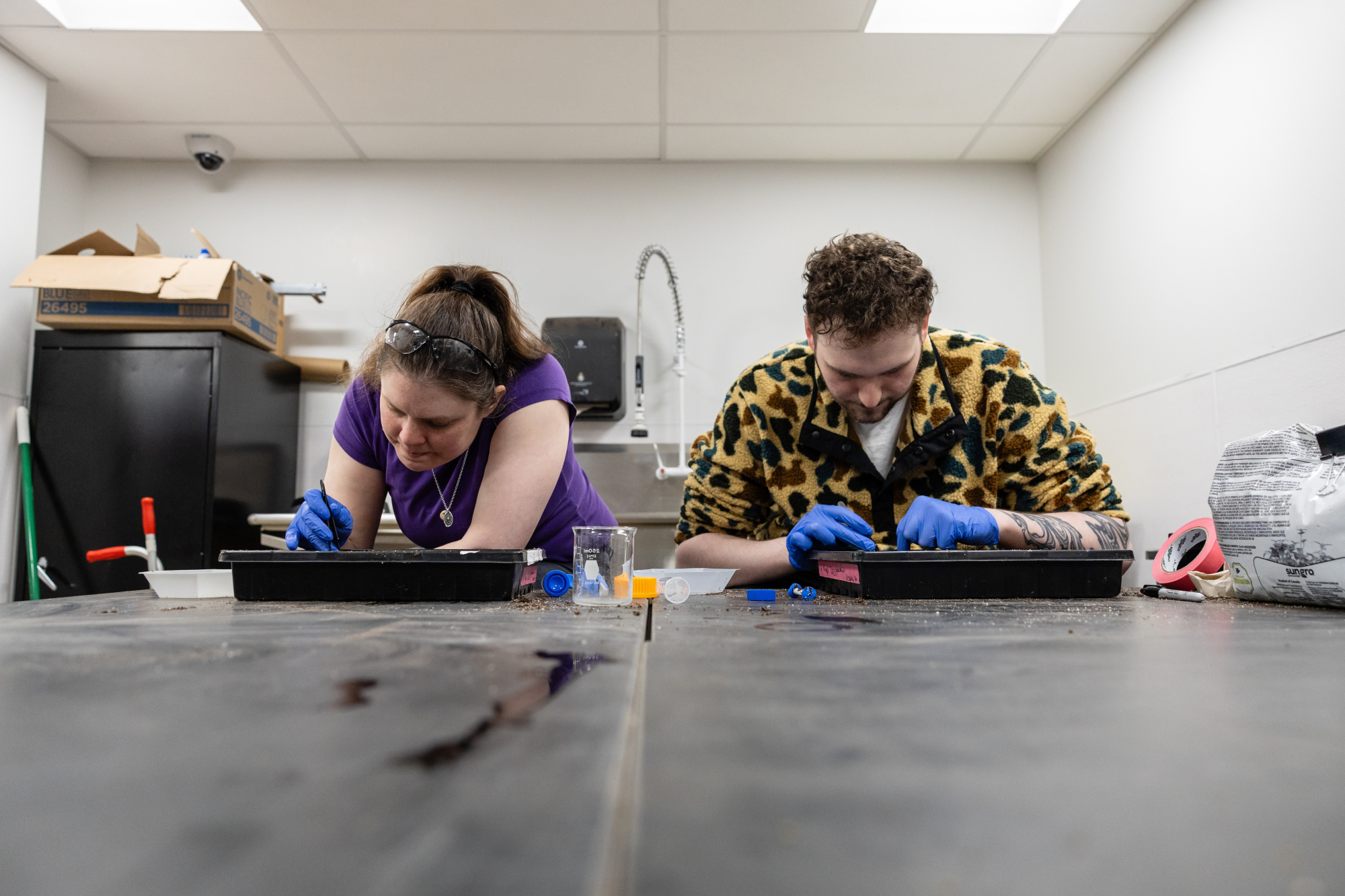A professor in a pruple top with goggles on their head bent over a pallet with tweezers. Another student to the right in a brown camo sweater and blue medical gloves bent over a pallet using tweezers. Lab equipment in the background