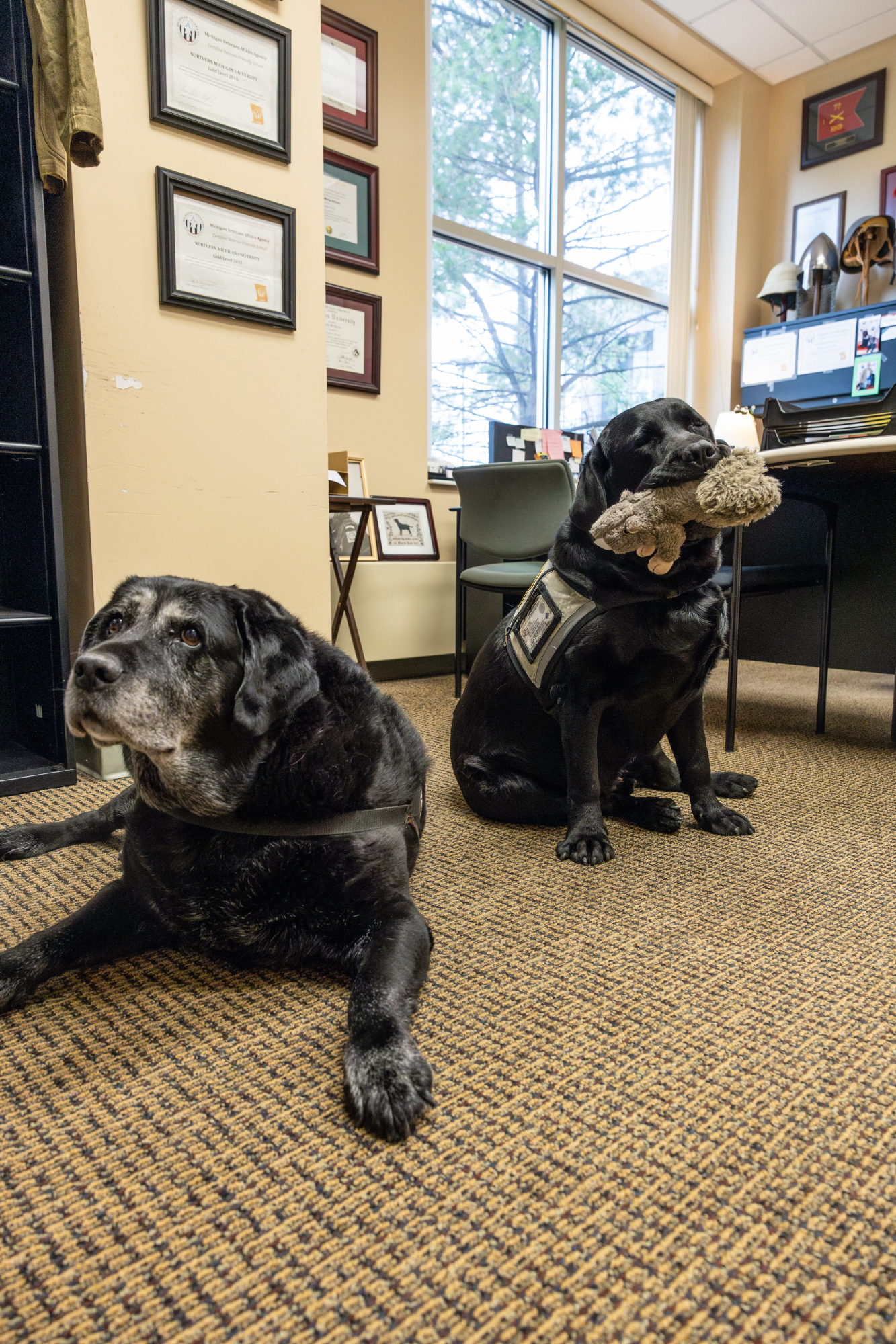 Two service black labs lay in an office