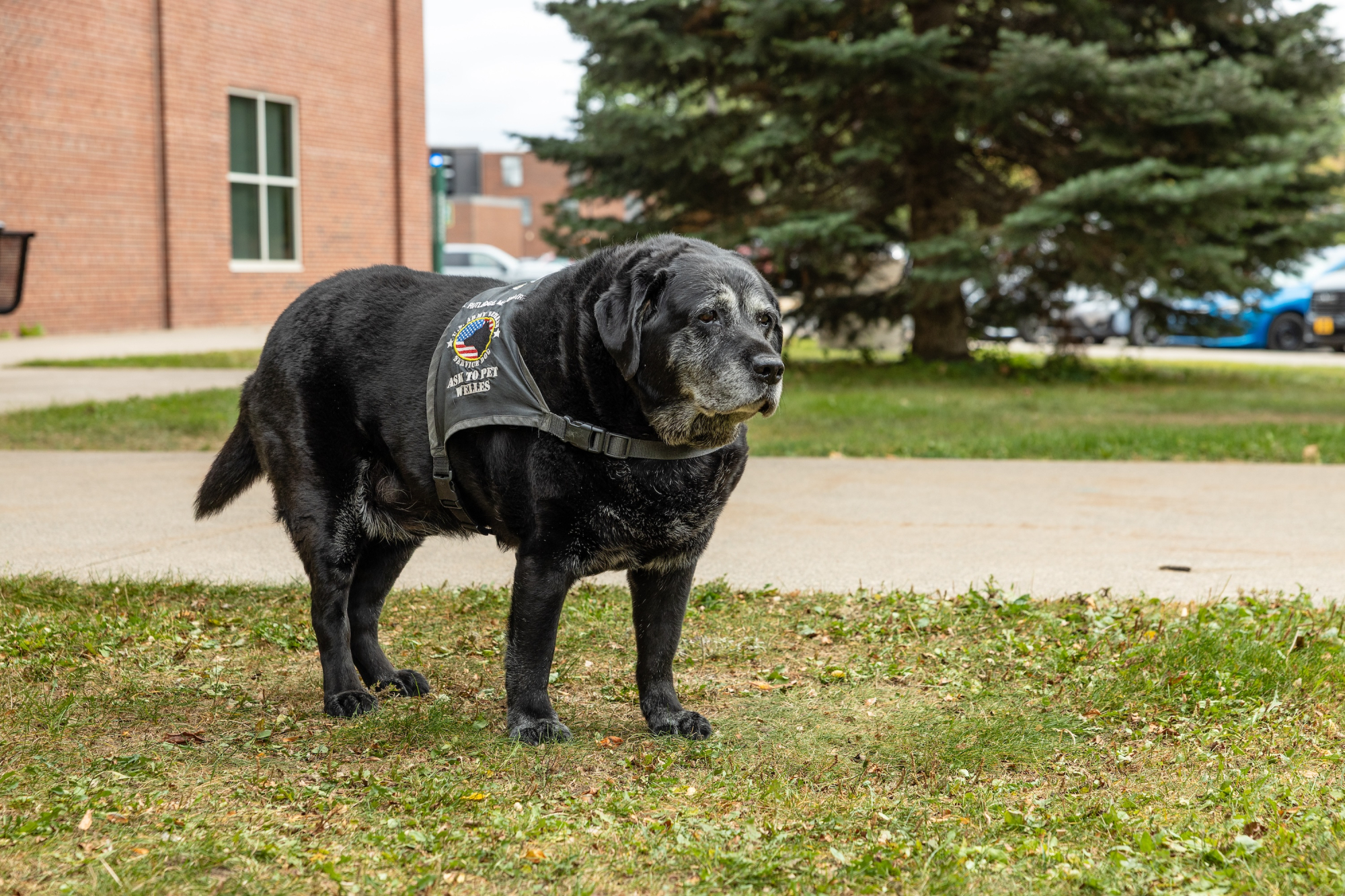 Senior black lab service dogs stands outside ready to serve