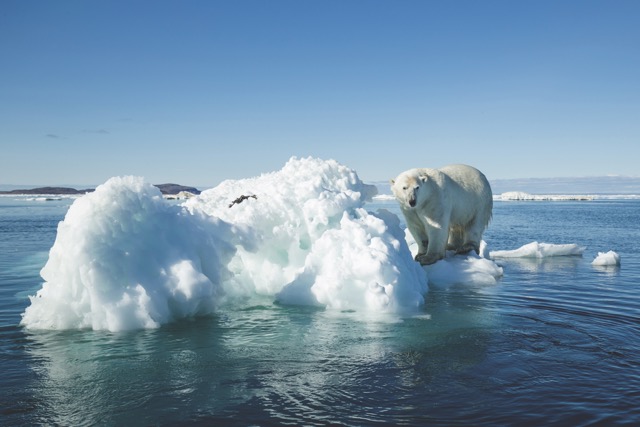 Polar bear on small ice floe
