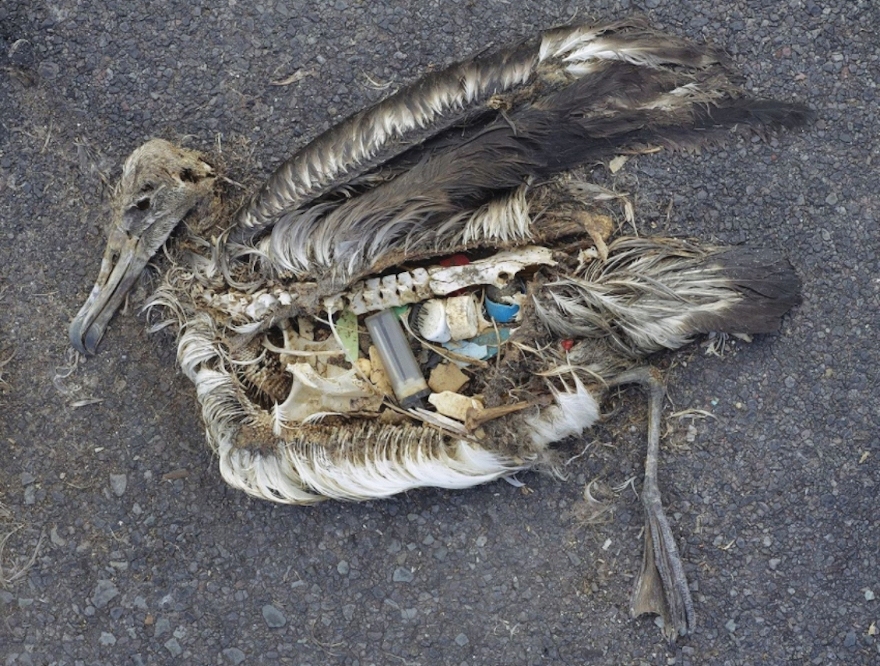 Albatross with plastic in its stomach