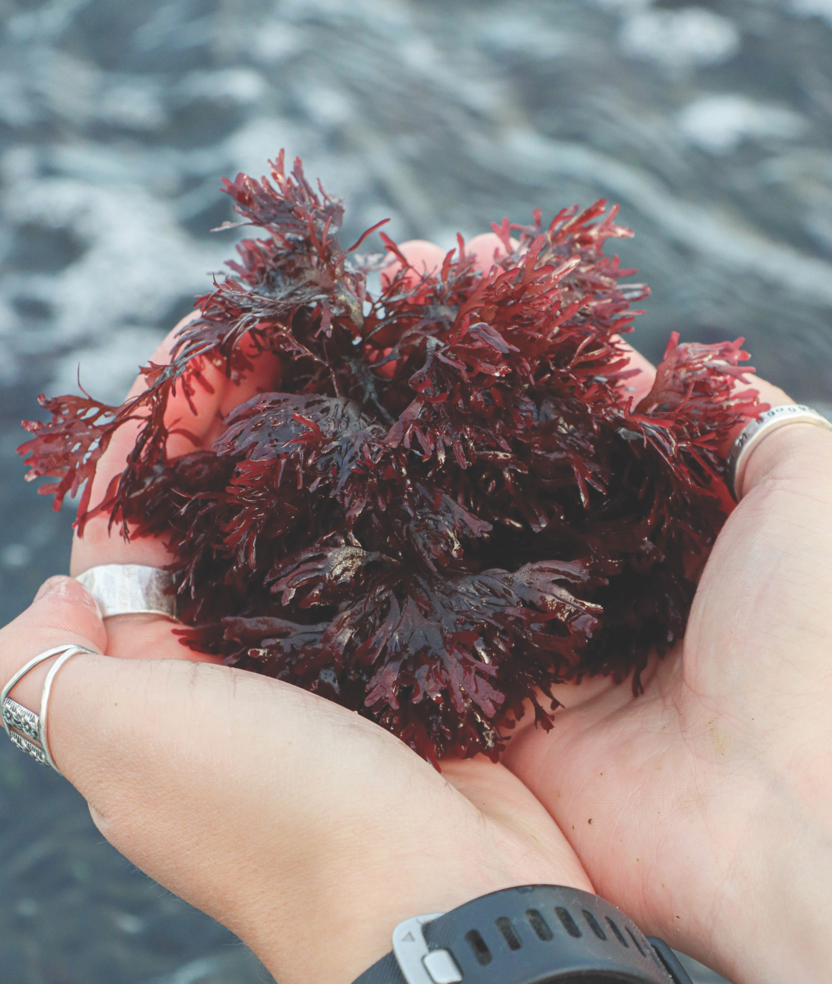 Two hands holding seaweeds over water
