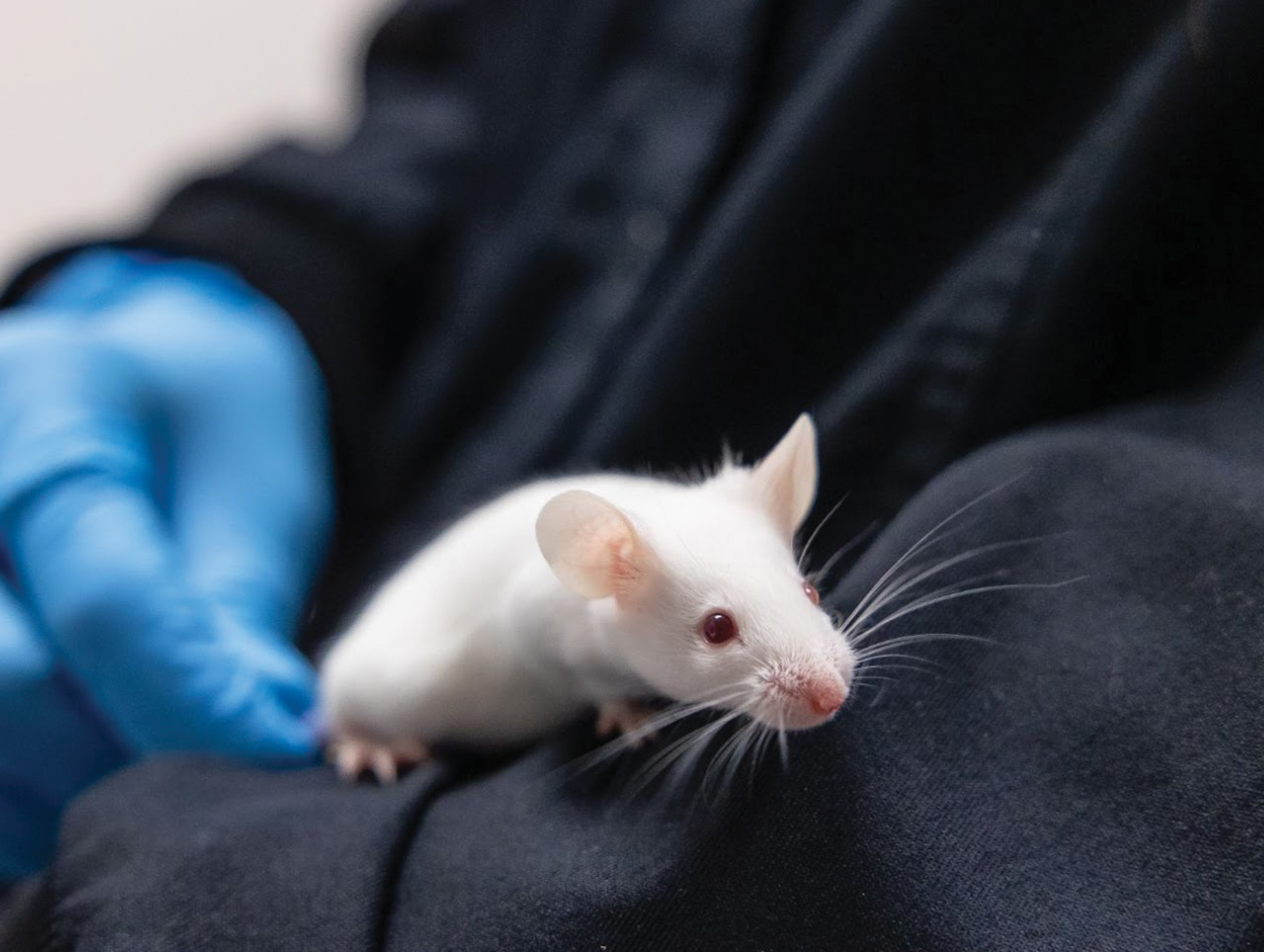 Close up of a white mouse on the sleeve of a biology student