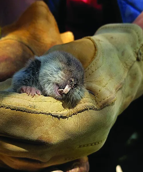 A mole vole (Ellobius tancrei), one of the many mammal species studied by NMU researchers in Mongolia this past summer.  