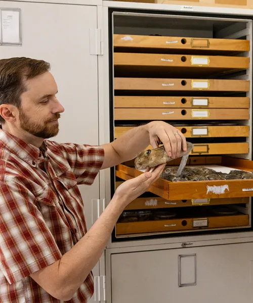 Kurt Galbreath holds a rodent specimen from a pull-out drawer