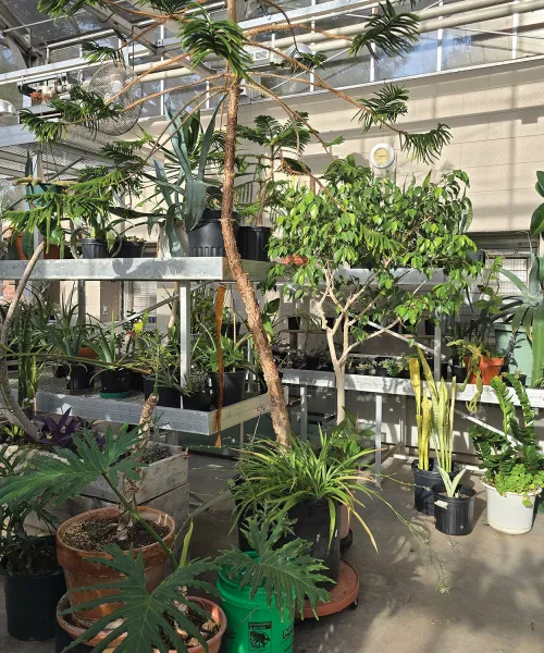 Plant teaching collection in a greenhouse. 