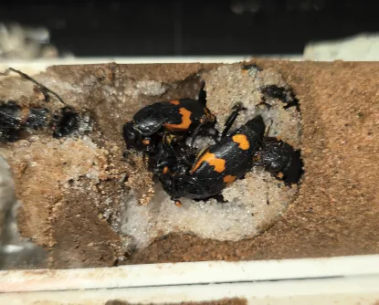 Burying Beetles in experimental housing.