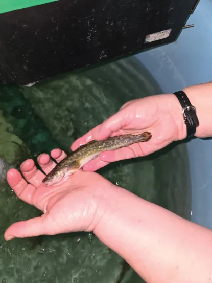 Hands holding a juvenile burbot.