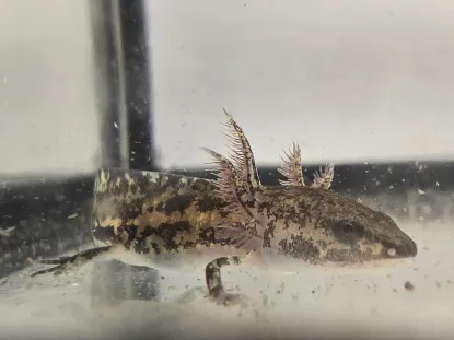 A Larval blue spotted salamander in a tank.