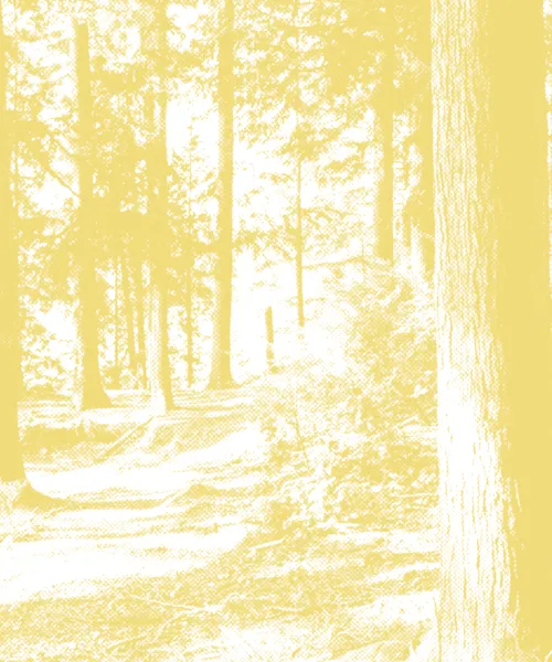 Landscape photo of a path through the forest with a yellow filter on top