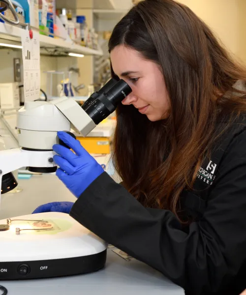 Alumna Rebecca Mueller looking through a microscope.