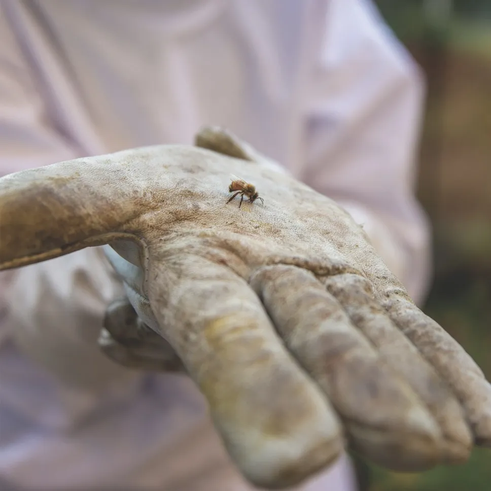 Bee on Keepers Hand