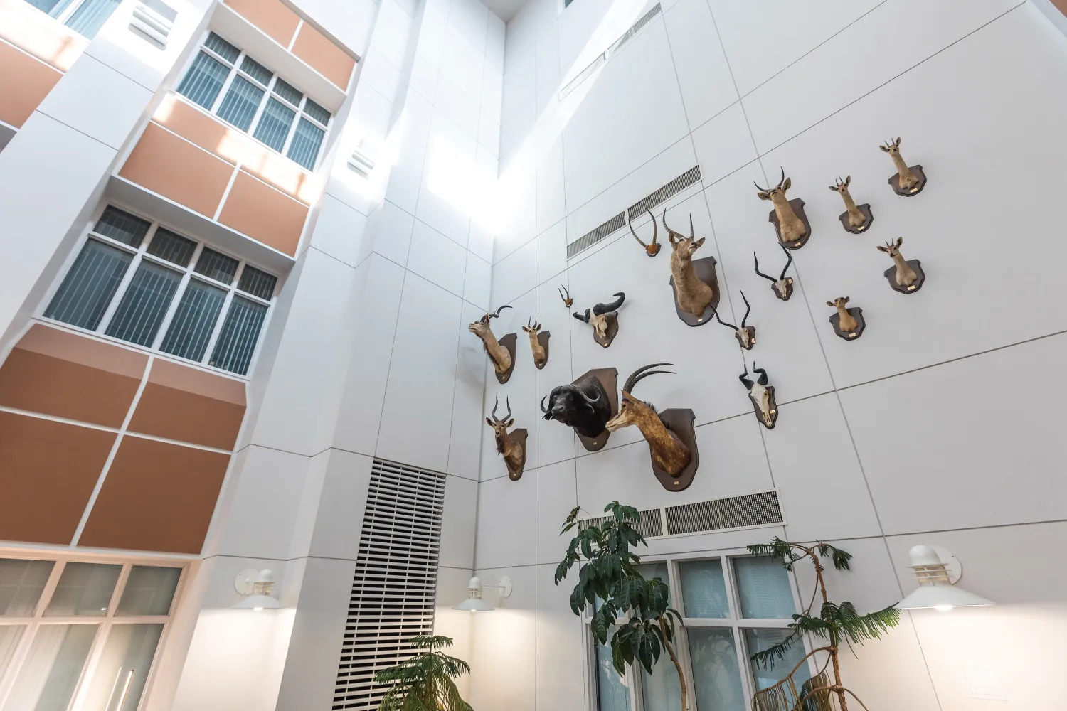 Close up of mounted African animals in NMU's Weston Hall