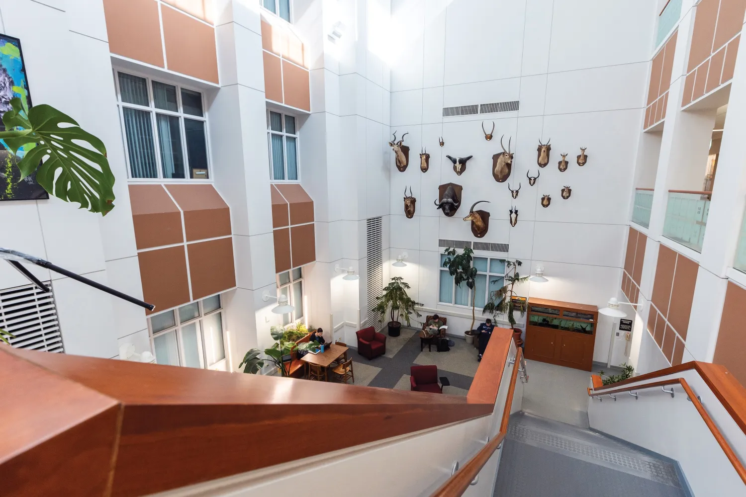 Weston Hall's David J. Lucas Atrium display of African ungulates