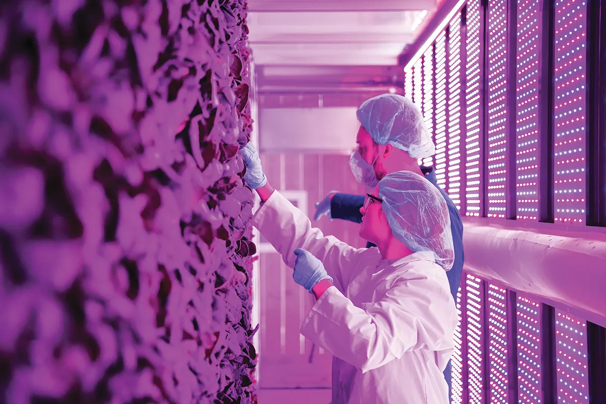 Students tending to a vertical wall of plants indoors