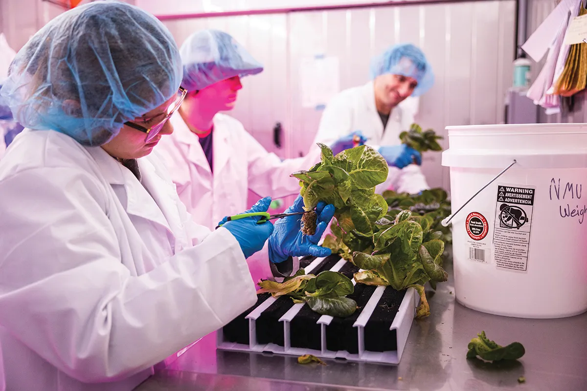 Students harvesting greens indoors