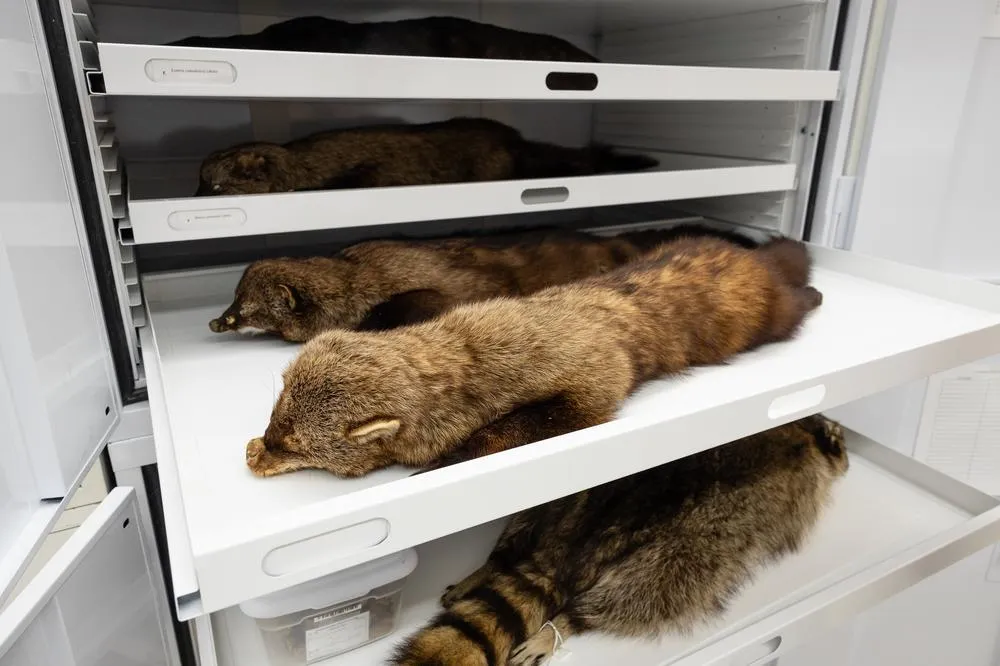 Several species of small furry animals