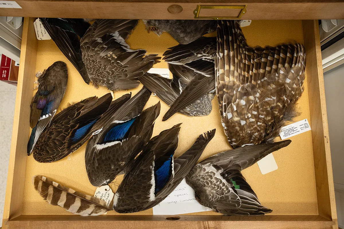 Various bird wings and feathers from the collection