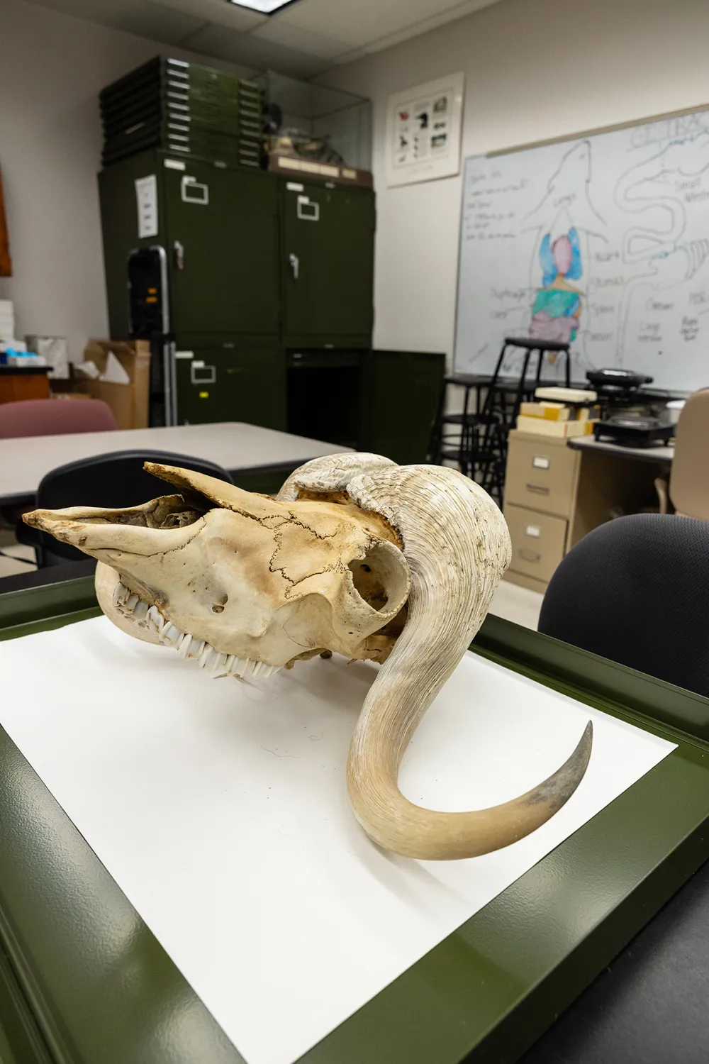 Musk ox skull specimen