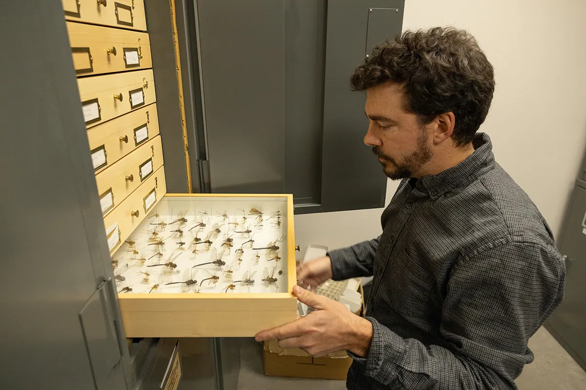 Examining mounted insect specimens in a drawer