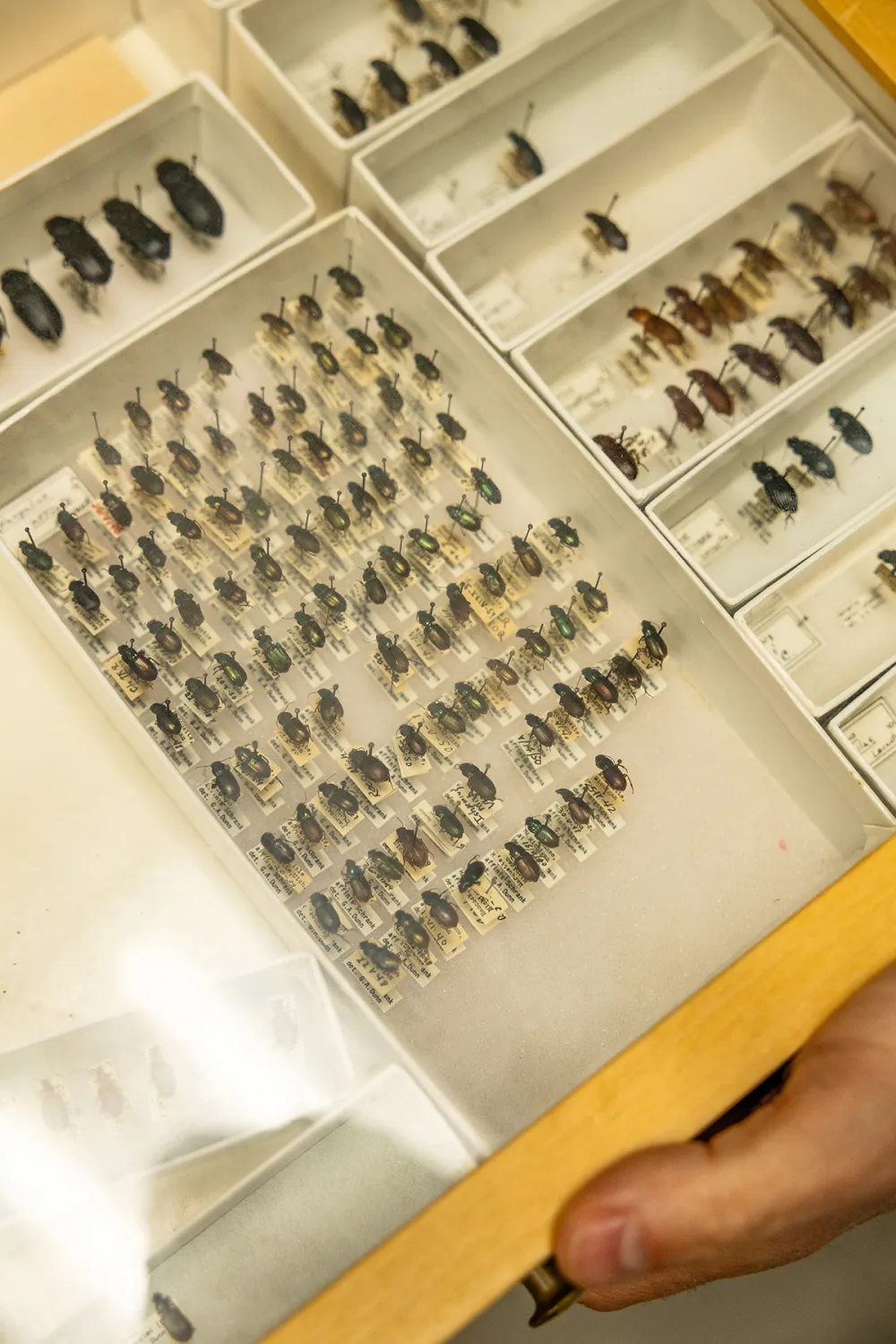 Part of the large insect collection
