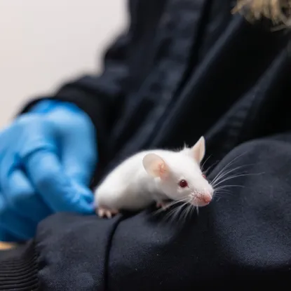 A small white mouse with pink eyes sits on a person's black clothing. A gloved hand is nearby, suggesting a lab or scientific setting. The scene is calm.