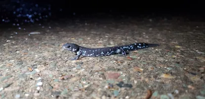 A blue spotted salamander crossing the road at Presque Isle Park