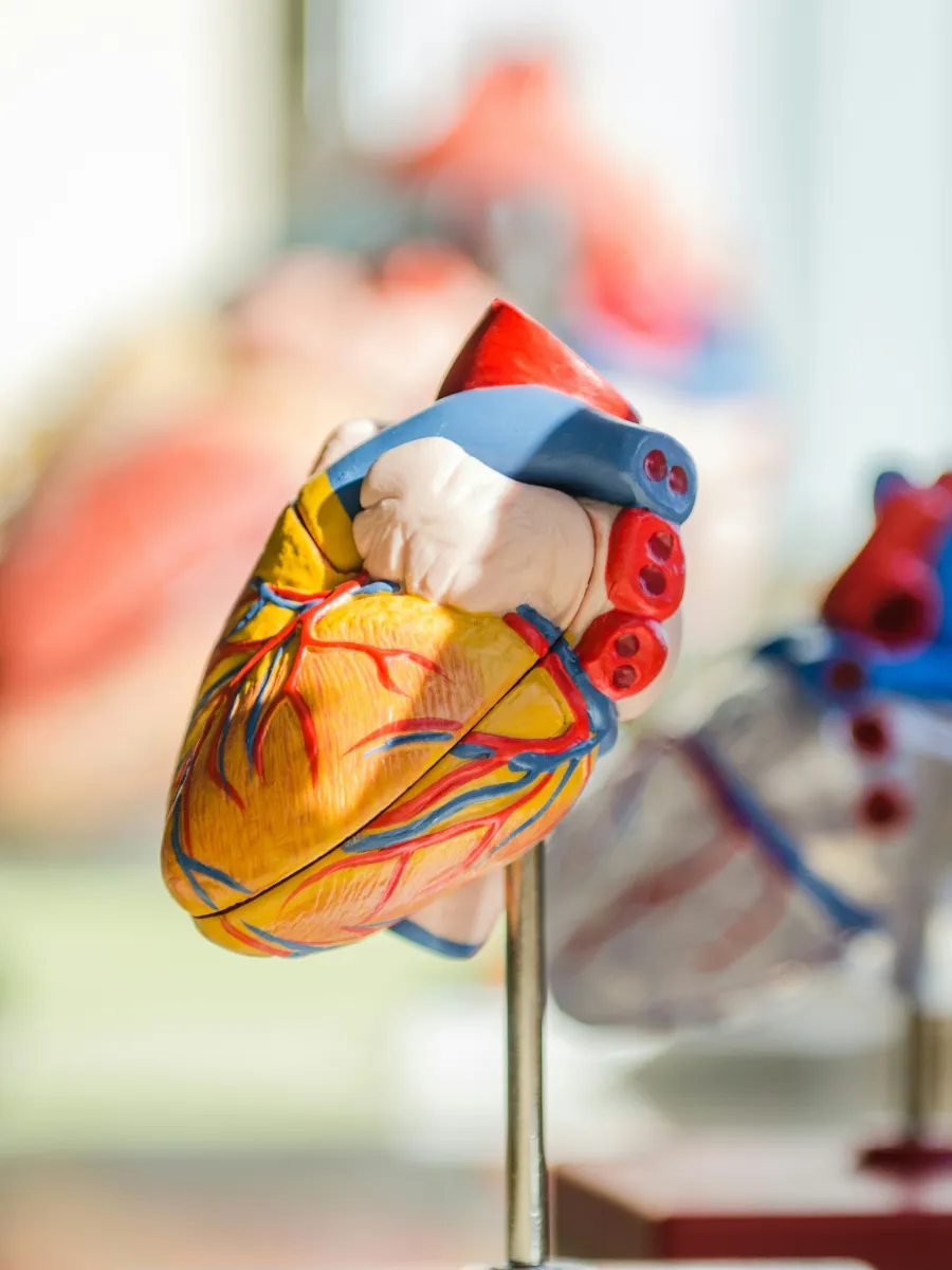 A model of an anatomically correct heart in front of a window with sun shining on it