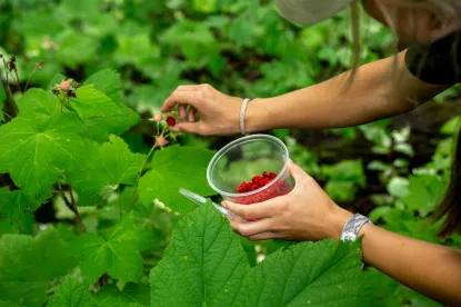 A woman picking raspberries from a raspberry bush