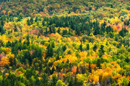 Overhead photo of trees with changing leaves