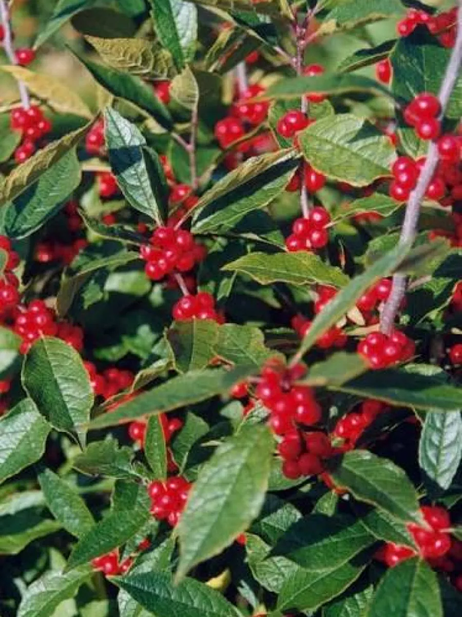 Jim Dandy Winterberry