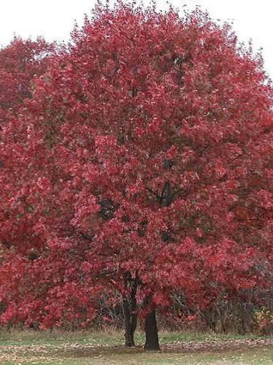 Northern Red Oak