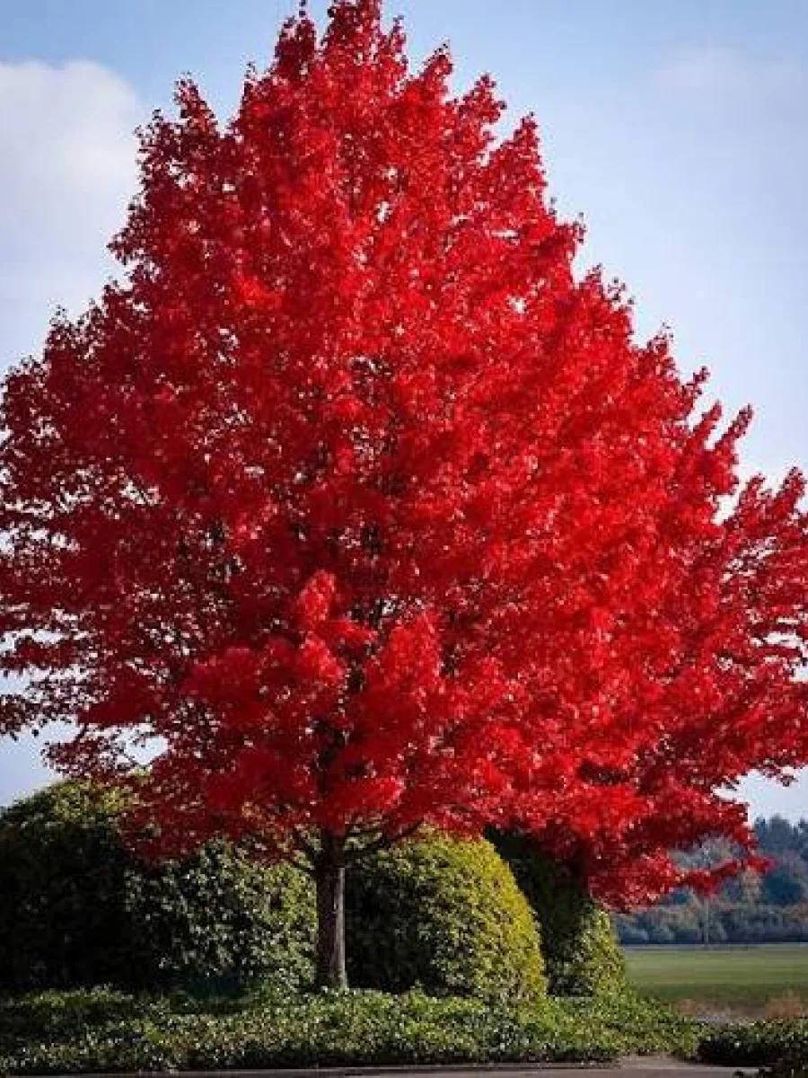 Red Maple
