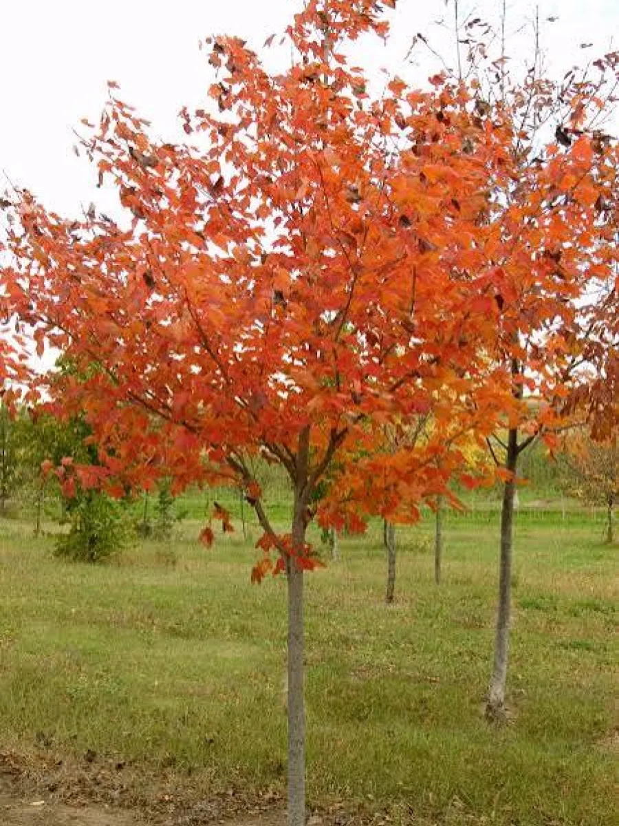 Northwood Maple