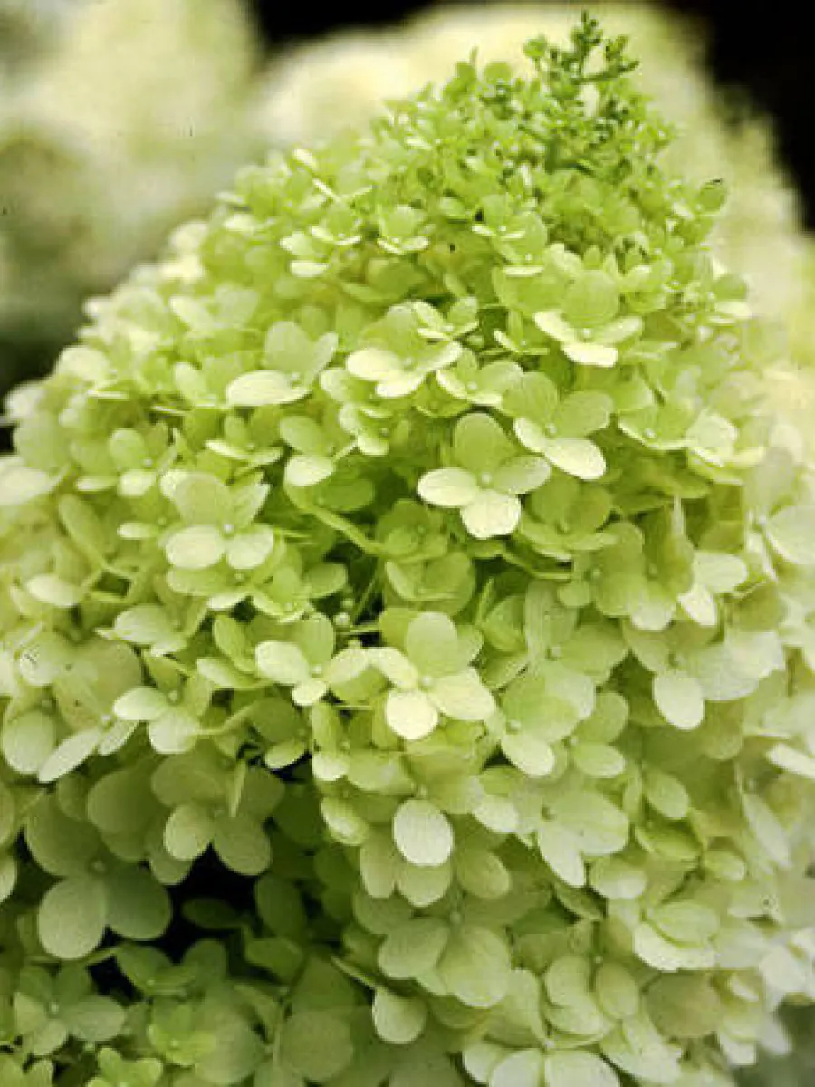  Limelight Panicle Hydrangea 