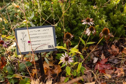 Flower Garden