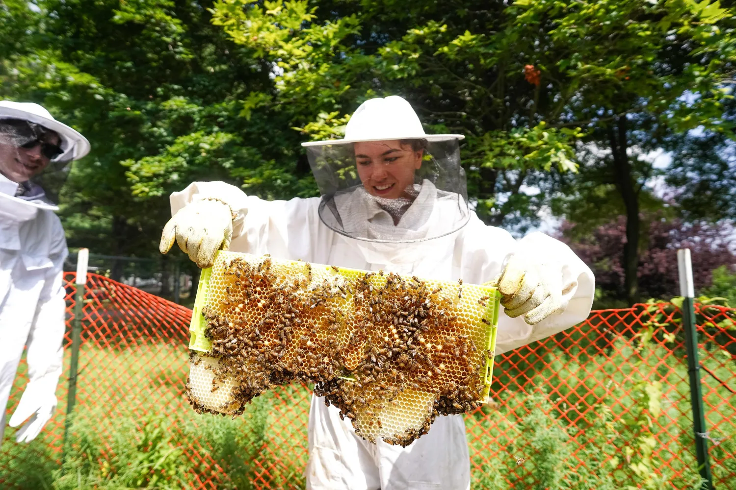 student in a beekeeper suit, holding a panel from a beehive