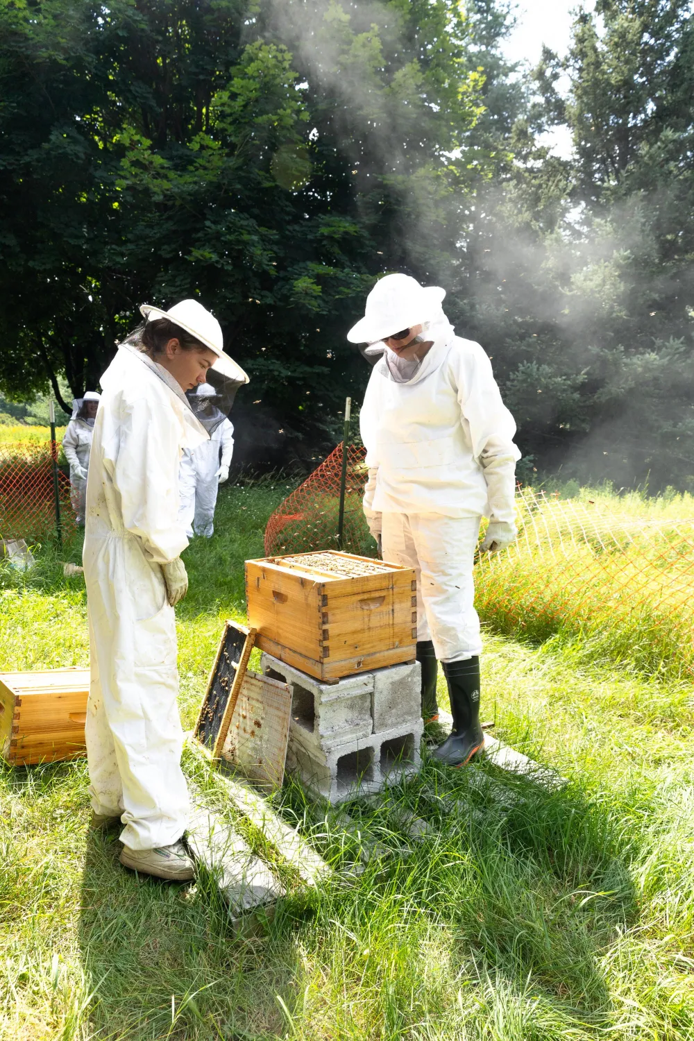 two students in beekeeper suits, tending to beehives