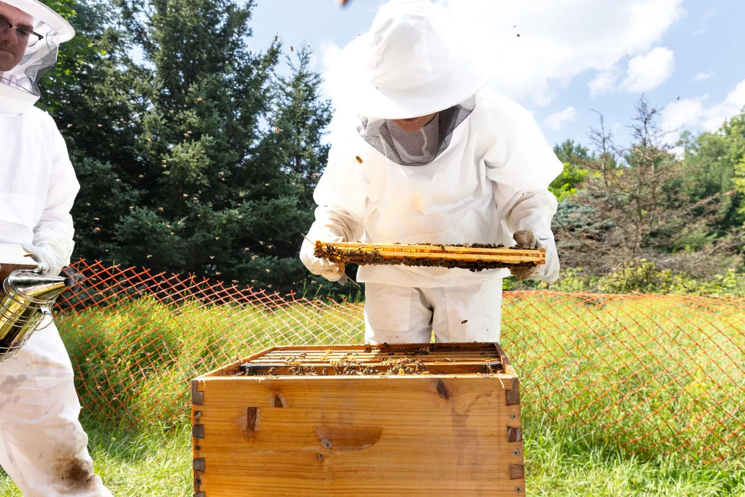 student in a beekeeper suite, tending to beehives