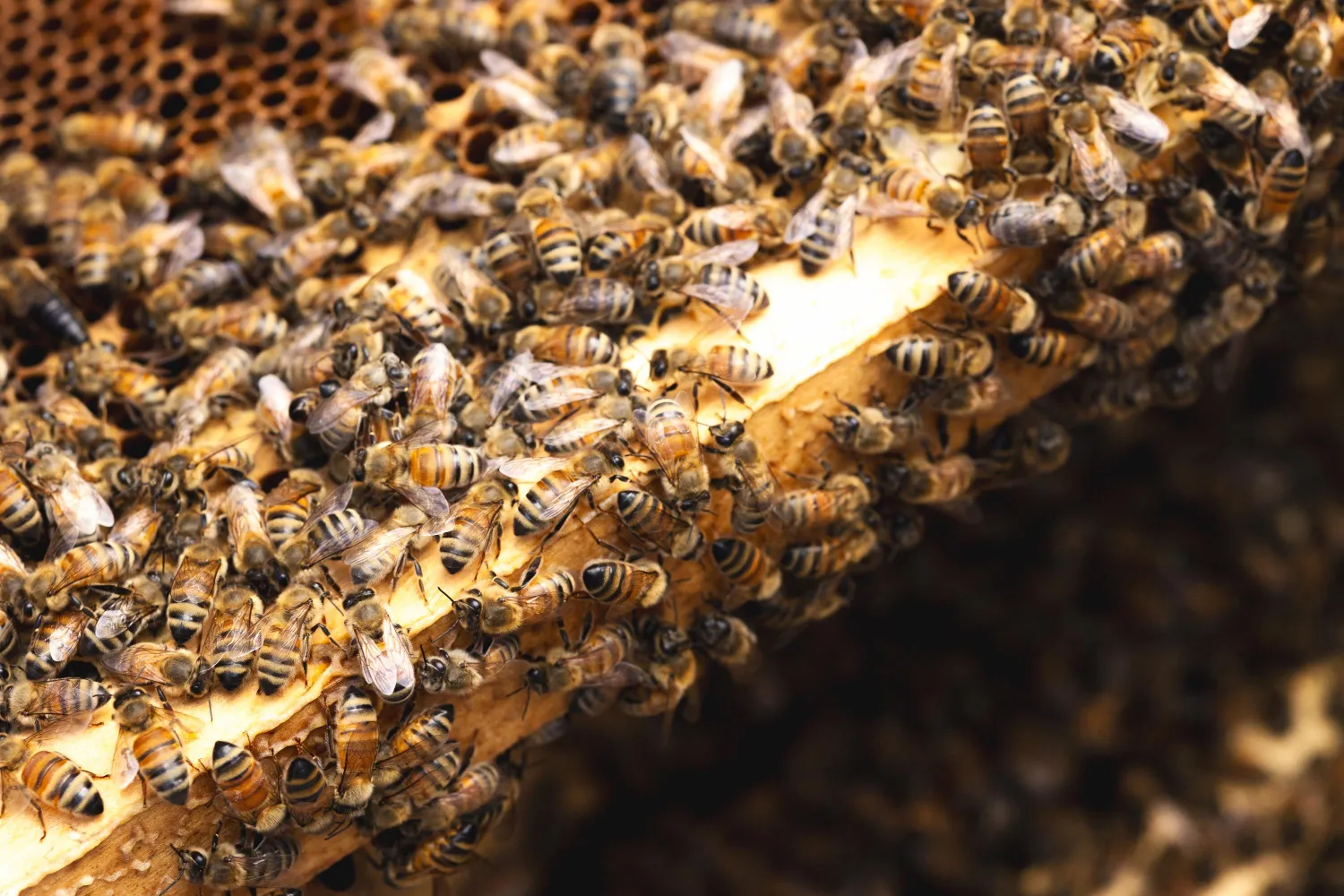 bees inside of a beehive