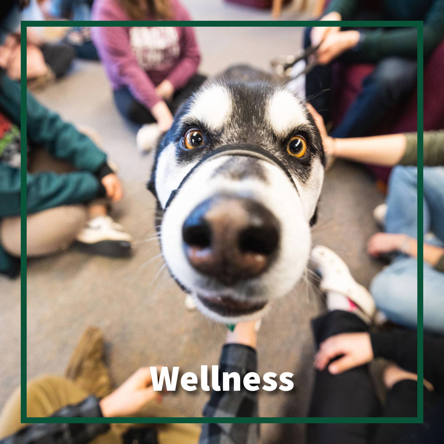 Wellness