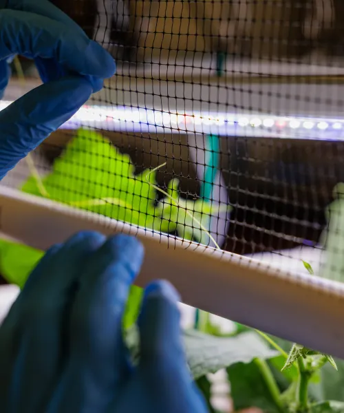 Student wearing gloves examines netting around a system