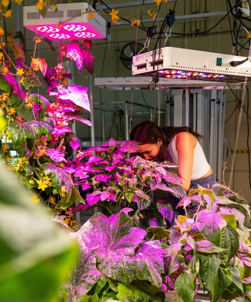 Female student works on vertical growing system
