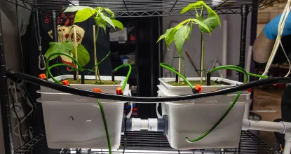Two bucket systems with plant growth.