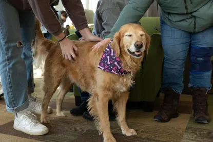 A golden retriever wearing a purple bandana with white and pink patterns stands happily as several people pet it inside a room with green chairs.